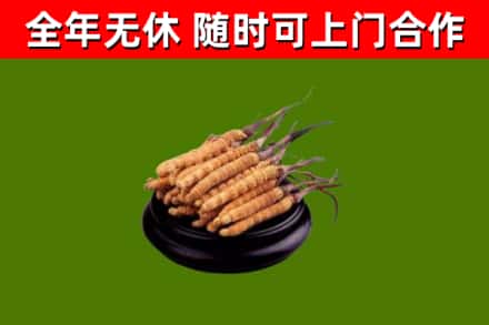 黔西烟酒回收冬虫夏草.jpg